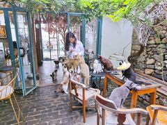 -喵屿·大理花园猫咖