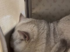 -美联众合爱康动物医院•复杂内科•肿瘤科•牙科•腔镜诊疗中心