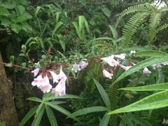 -重庆云阳龙缸景区