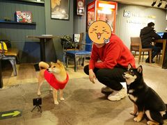 -百好乐宠物友好餐厅(朝外大街店)