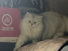 -BABIT巴比特宠物(MOMOPARK店)