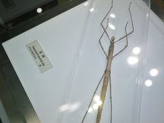 -上海昆虫博物馆