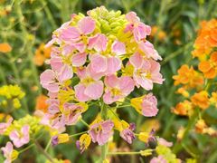 -中国天府农业博览园