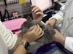 -瑞派名望志远动物医院·猫科·內科·异宠专科(直港大道店)