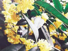 桂花遍地-湖边烧鸭