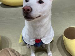 -逗柴咖啡屋·狗咖猫咖宠物桌游