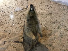 -浣熊柯尔鸭土拨鼠·电玩咖
