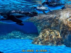 -海合安武汉极地海洋公园