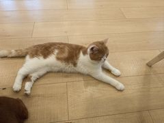 -Let's go狗咖·猫咖·奶狗·桌游(春熙路IFS店)