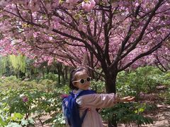 -洛阳郁金香牡丹园