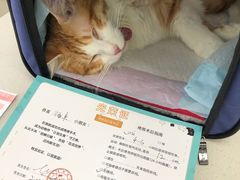 -瑞派雷欧宠物医院·24h夜诊·心脏骨科牙科·全科重症转诊中心(无影山店)