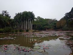 -中国科学院西双版纳热带植物园