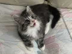 -御宝贝·A梦猫科宠物医院(国际猫友好医院)