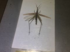 -上海昆虫博物馆