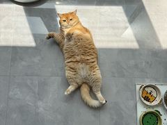 -爱妮康宠物医院·干细胞免疫细胞·肿瘤·心脏(张江店)