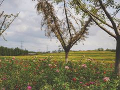 -乌村