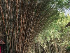 -森波拉火山温泉