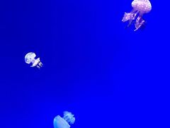 -瑞普利水族馆