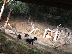 -清迈夜间动物园