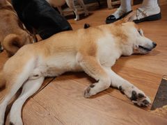 -柴犬高等学院·狗咖·柴犬售卖·宠物训练