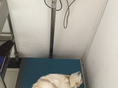 -创凡宠物医院·骨专科  猫科中心(西乡分院)
