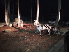 -清迈夜间动物园