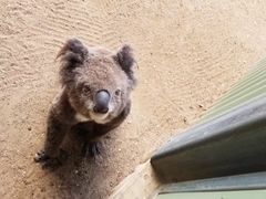 -费瑟代尔野生动物园