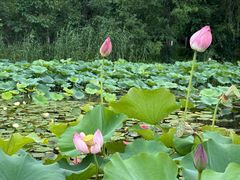 -昆山城市生态森林公园
