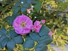 -人民公园(罗湖区)