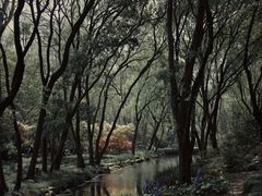 -上海共青森林公园