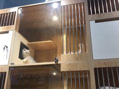 -老吴的猫·猫舍(新区店)