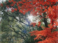 -上海佘山国家森林公园天马山园