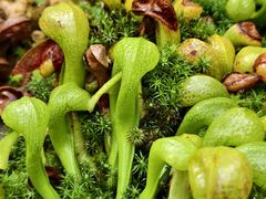 -昆明植物园