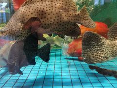 -聚福宝合苑食府(南头镇店)