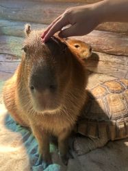 -Zoolung Zoolung动物主题公园(海信广场店)