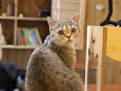 猫色特调咖啡-猫色咖啡·猫咖