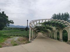 -北京张裕爱斐堡酒庄