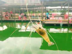 大象钓虾场-小象钓虾·营地烧烤(洛溪店)