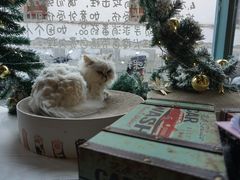 -喵屿·大理花园猫咖