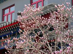 -天津大悲禅院