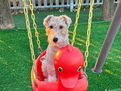 -宠乐会宠物乐园