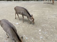 -奈良公园
