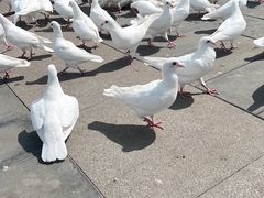 -天津妈祖文化园