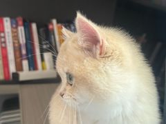 -东方名猫馆·英短金渐层布偶猫舍(环线广场1号楼店)