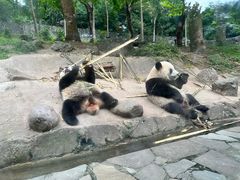 -都江堰中华大熊猫苑