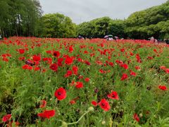 -上海共青森林公园