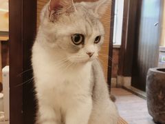 -more than meow吴止猫主题餐厅(承德 中船汇店)