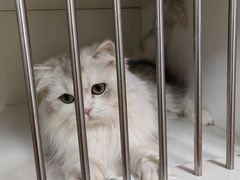 -十月米努特矮脚猫舍
