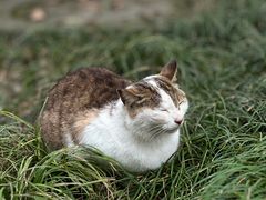 -西园寺