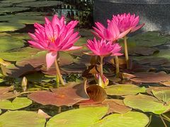 -国家植物园南园